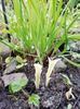 Hosta White Feather