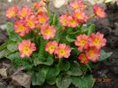 Wanda Tomato Red