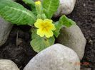 seedling primula veris