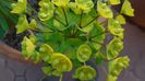 Euphorbia amygdaloides