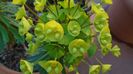 Euphorbia amygdaloides