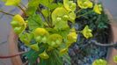 Euphorbia amygdaloides