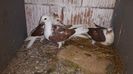 IMG-20200330-WA0004