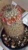 Mammillaria microhelia