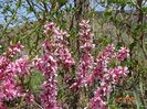 prunus tenella Fire Hill