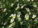 viola arvensis