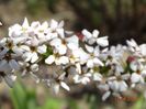 spiraea Fujino Pink