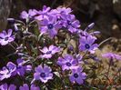 phlox subulata Purple Beauty