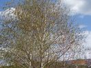 mesteceni si prunus persica