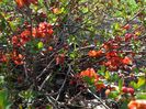 chaenomeles Fire Dance