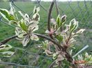 lonicera heckrotii Variegata