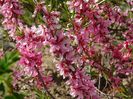 prunus tenella Fire Hill