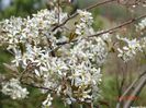 amelanchier lamarckii
