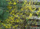 forsythia intermedia