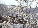 amelanchier lamarckii