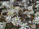 amelanchier lamarckii