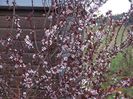 prunus cerasifera Nigra