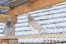 _DSC0111