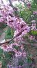 cercis