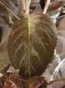thumbnail - 2020-04-20T143736.131