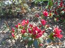 Azalea japonica Florida