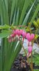 Dicentra roz