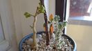 Dorstenia hildebrandtii