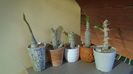 Pachypodium, inceput de vegetatie