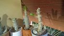 Pachypodium, inceput de vegetatie