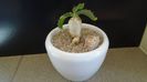 Euphorbia stellata