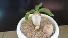 Euphorbia stellata