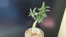 Pachypodium bispinosum