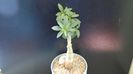 Pachypodium bispinosum