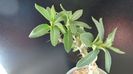 Pachypodium bispinosum