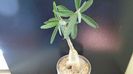 Pachypodium succulentum