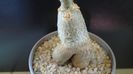 Pachypodium succulentum