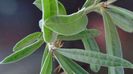 Pachypodium succulentum