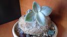 Sinningia leucotricha (canescens), inceput de vegetatie