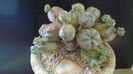 Euphorbia daisymontana (obesa x tubiglans)
