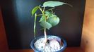 Ficus religiosa