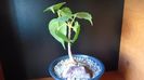 Ficus religiosa