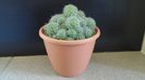 Rebutia cv. sunrise
