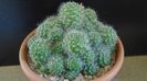 Rebutia cv. sunrise