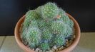 Rebutia cv. sunrise