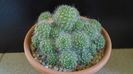 Rebutia cv. sunrise