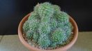 Rebutia cv. sunrise