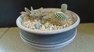 Grup de cactusi
