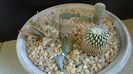 Grup de cactusi