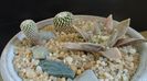 Grup de cactusi