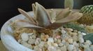 Ariocarpus retusus